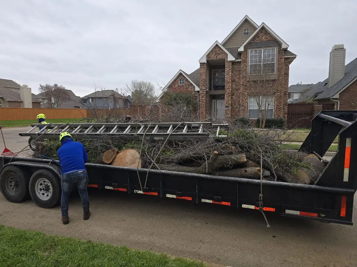 Expert Tree Removal with proper safety equipment in Trinidad